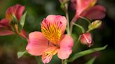 CHARLES REYNOLDS: Parrot lilies are lovely but weedy