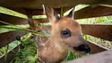 Swiss farmers use drones to find sheltering fawns, to save them from equipment harm