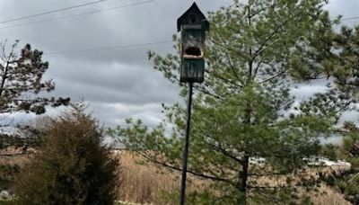 Chicago outdoors: Mystery gnawing on bird box and Illinois’ record bobcat harvest