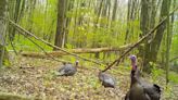 There's always another way to miss a wild turkey: Outdoors column