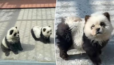 Zoogoers outraged to discover ‘panda’ exhibit was actually dogs dyed black and white