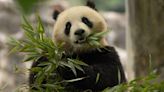 Here Come The Pandas: What We Know About 2 New Giant Pandas Arriving At D.C. Zoo