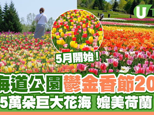 北海道公園絕美鬱金香節2024！25萬朵巨大花海媲美荷蘭！ | U Travel 旅遊資訊網站