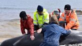 昆士蘭社區努力拯救擱淺小鬚鯨