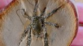 Bizarre Spiny Fossil Reveals An Arachnid Unlike Any Other