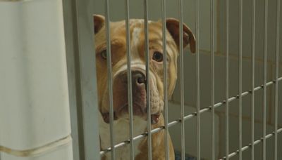 Charlotte's animal shelter regains full use of kennels as advocates push for next project to tackle expansion