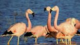 Marea rosa en la laguna de Melincué: llegan los primeros flamencos andinos