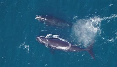 Right Whale Day in Mass. marked during tough year for species