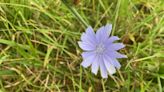 Over the Garden Fence: The perennial chicory plant