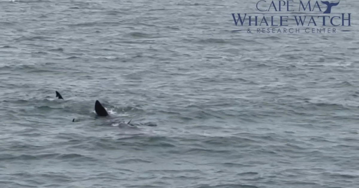 Video shows 2 more basking sharks off coast of Cape May, New Jersey