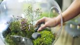 How to Make an Easy-to-Grow Moss Terrarium in 7 Simple Steps