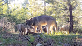 Why scientists are using helicopters to search for gray wolves in Northern California