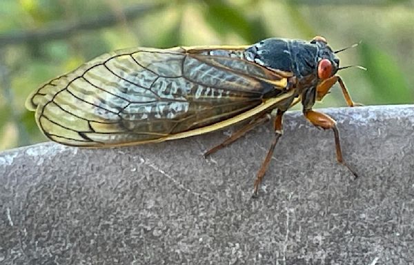 When cicadas will emerge in Illinois and how long they'll live above ground for 2024