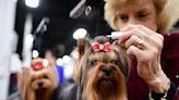 The 9 Best Dog Names at the 2022 National Dog Show Feature Rock Stars and Condiments