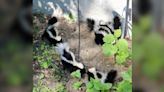 Sask. couple discovers litter of skunks in their yard