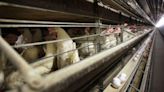 Colorado informa de cinco casos humanos de gripe aviar H5N1 altamente patógena