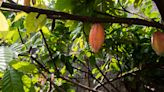 Scientists find incredible potential using shade to boost coffee plant productivity: 'Shade-grown coffee has the ability to challenge our perception of agriculture'