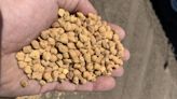 India removes chickpea tariffs ahead of Aussie plant - Grain Central