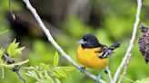 Hundreds of millions of birds will make the Midwest the migration capital of the U.S. this weekend