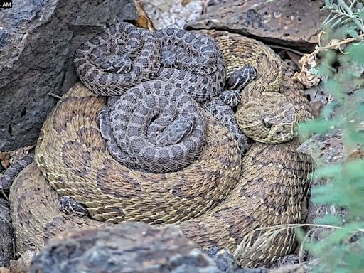 Colorado rattlesnake 'mega-den' webcam shows scores of baby snakes born in recent weeks