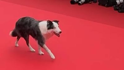 Watch: Messi, The Dog From Anatomy Of A Fall, Is The Cutest Celeb On Cannes Red Carpet - News18