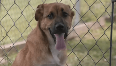 Bay County Animal Shelter waives adoption fees due to overcrowding