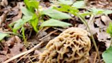 Morel mushrooms are back in Indiana. Here's what you need to know