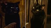 Binx vs. Cobweb: Who's the superior Hocus Pocus cat?