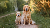 Golden Retriever's Reunion with Puppy Sister After Hospital Stay Is Everything