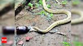 Cobra Rescued After Swallowing Cough Syrup Bottle | Bhubaneswar News - Times of India