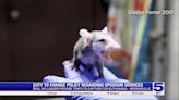 City of Brownsville no longer providing opossum traps