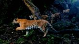 ‘Rare’ tiger — with three ‘even rarer’ cubs — spotted in Thai rainforest, video shows