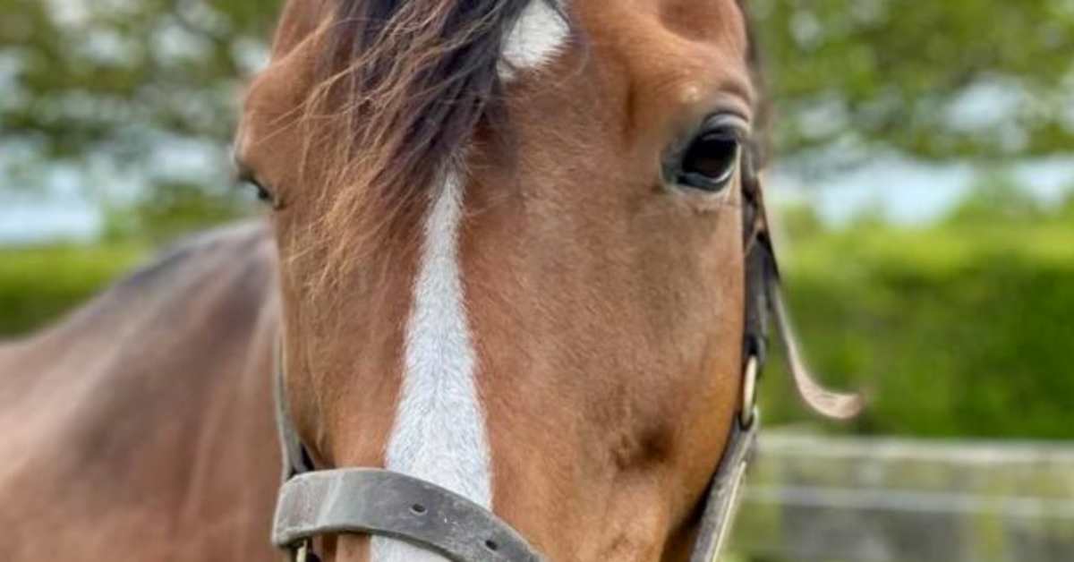 'A Diva': Date With Destiny, Lone Foal By Ill-Fated George Washington, Dies At Age 16