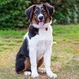 English Shepherd Dog Facts - Wisdom Panel™ Dog Breeds