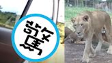 影／逛野生動物園「母獅突用嘴開車門」 全車遊客嚇瘋：快鎖門！│TVBS新聞網