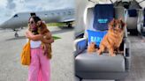 A dog-friendly airline is going viral as influencer travels with her pet - Dexerto