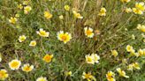 This iconic wildflower spot can be dazzling. Is it worth the trek from L.A. this year?