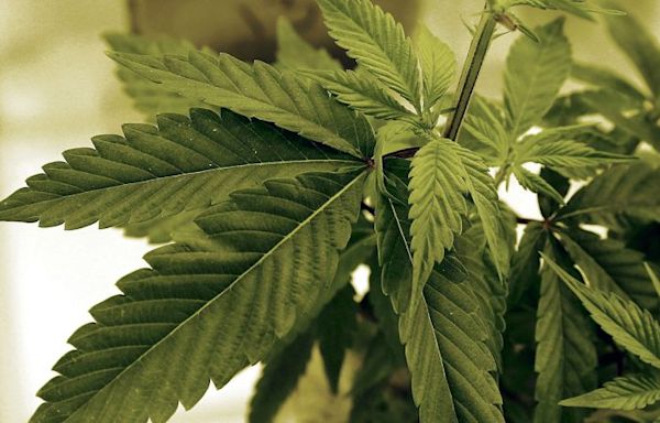 Lawmakers aim to pass marijuana regulations by June