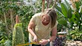 Rare corpse flower set to stink up Colorado State University conservatory this weekend