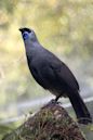 North Island kōkako