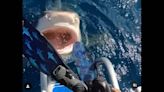 Se convierte en viral un video en que mujer casi cae en las fauces de un tiburón