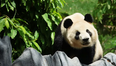 California zoo throws a show to welcome back Chinese pandas