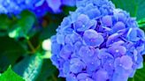 Free homemade fertiliser for Hydrangeas to grow bigger blooms