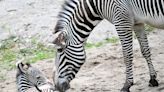 Good news in black and white? Endangered Grevy's zebra born at Brookfield Zoo