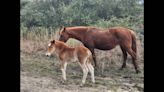 Tiny horse roaming Outer Banks is first wild foal of 2023, experts say. Take a look