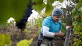 The many hands that make good wine: A day in the life of an Oregon vineyard harvest