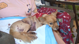 Owner demands answers after dog was viciously attacked by wild coyotes in Miami - WSVN 7News | Miami News, Weather, Sports | Fort Lauderdale