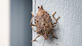 Invasive stink bugs are back: What to do about them