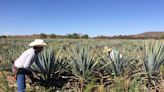 Tequila Prices Are Surging. Is a Shortage Looming?