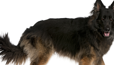 3 Dogs Wagging Their Tails Totally in Sync Is a Whole Vibe